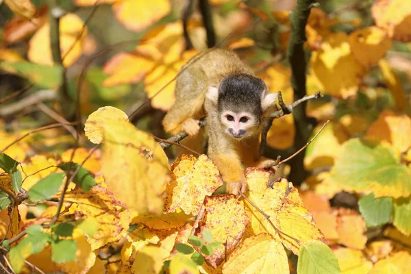 Macaco Esquilo Com Fundo Outono Colorido — Fotografia de Stock