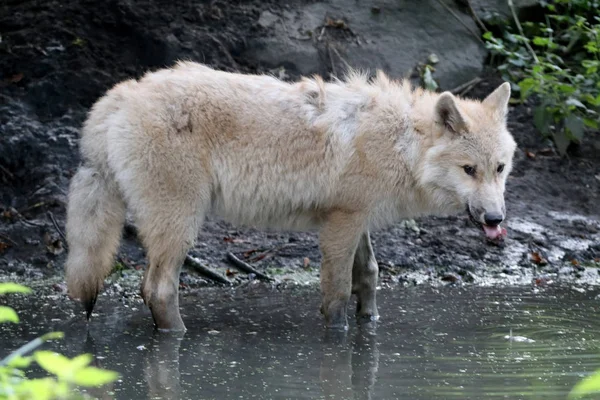 Wild Euraziatische wolf — Stockfoto