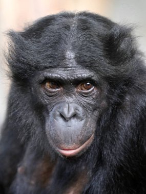 Bonobo monkey in nature habitat