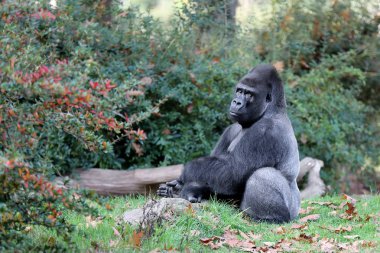 Bonobo monkey in nature habitat clipart