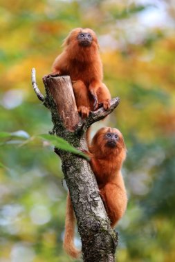 Doğa, Altın Aslan tamarins