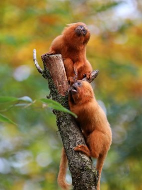 Doğa, Altın Aslan tamarins