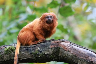 Altın Aslan tamarin adlı doğa, görünümü kapatın