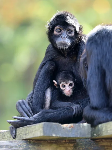 Macaco Aranha Mãe Com Bebê — Fotografia de Stock