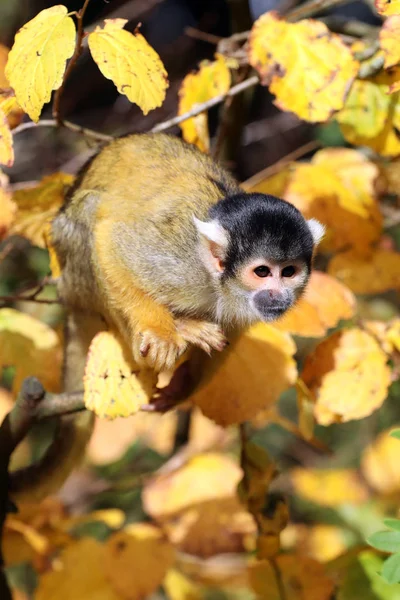 Macaco-esquilo na árvore — Fotografia de Stock