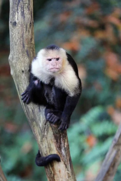 Capuchin monkey on wooden log — Stock Photo, Image