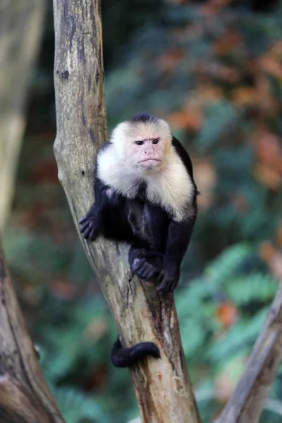 Capuchin monkey på trä Stock — Stockfoto