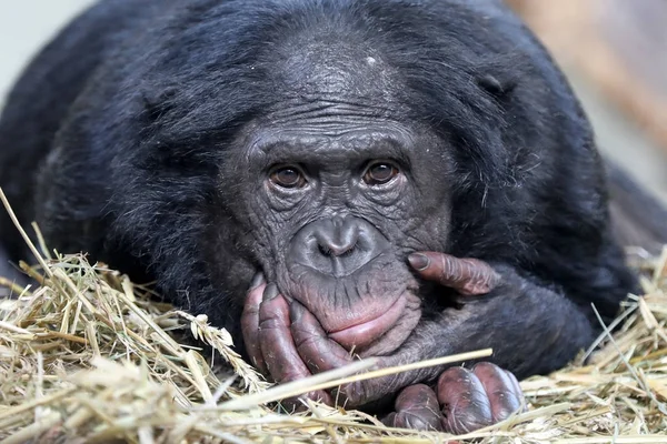 Μπονόμπο μαϊμού σε φύση βιότοπος — Φωτογραφία Αρχείου