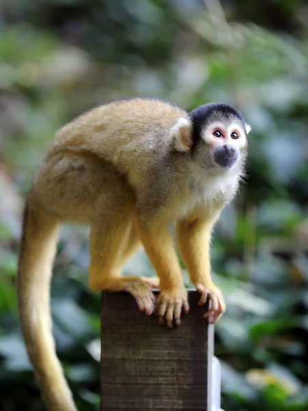 Squirrel monkey on tree — Stock Photo, Image