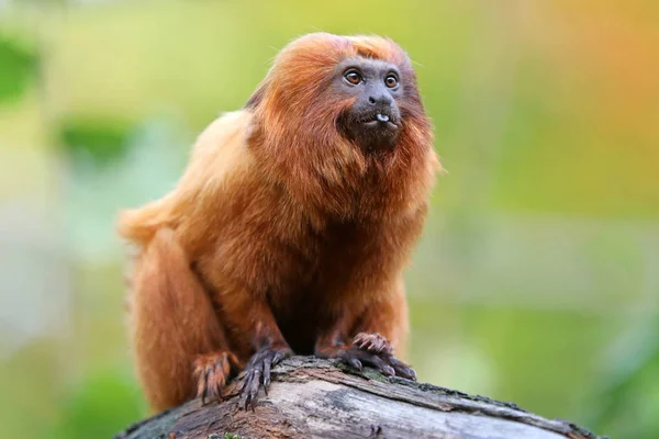 León Dorado Tamarin Naturaleza Vista Cerca —  Fotos de Stock