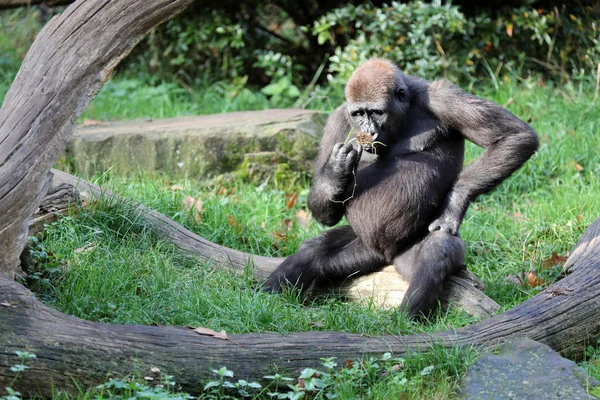 Az élőhely természetvédelmi Bonobo majom — Stock Fotó