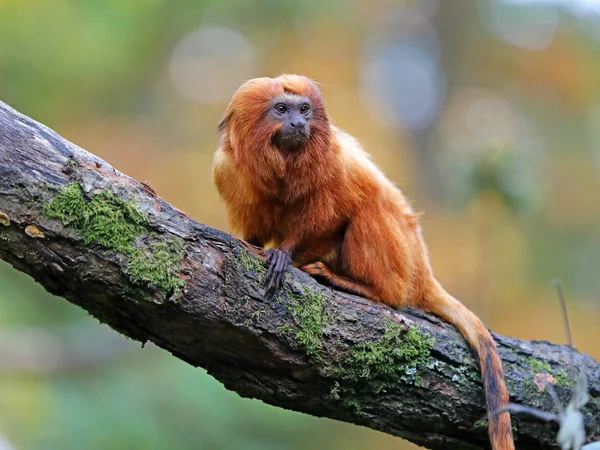 Golden Lion Tamarin Naturen Nära Håll — Stockfoto