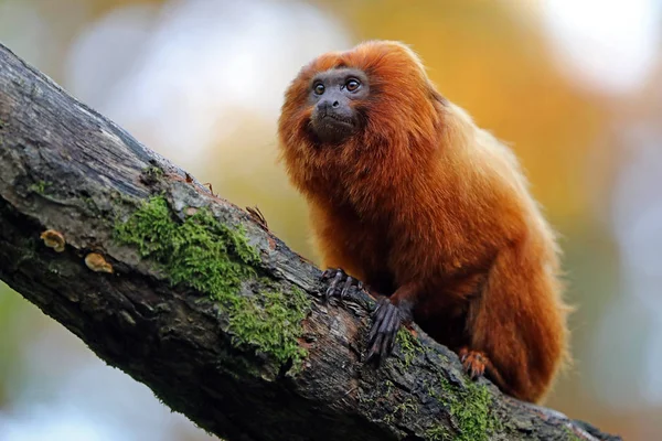 León Dorado Tamarin Naturaleza Vista Cerca —  Fotos de Stock