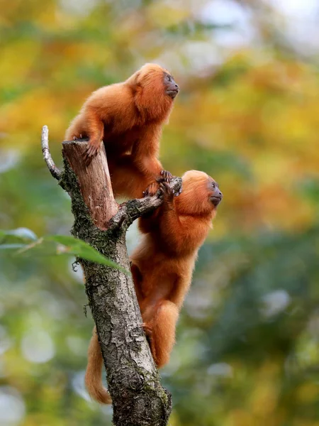 Zlatý Lev Tamarins Přírodě — Stock fotografie