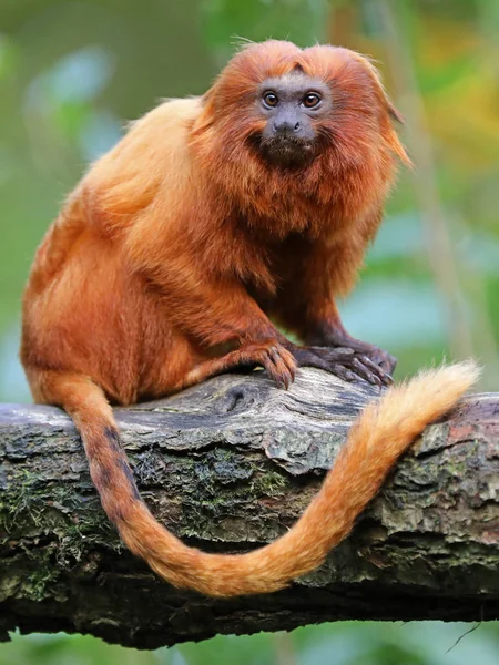 Golden Lion Tamarin Nature Close View — Stock Photo, Image