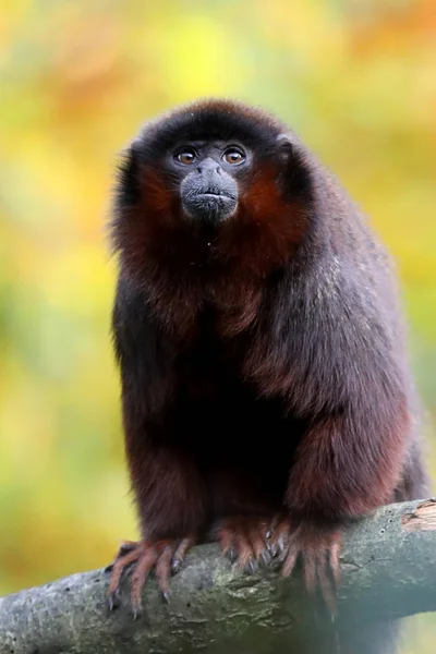 Titi rojo sobre tronco de madera — Foto de Stock