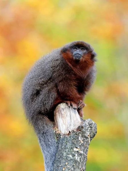 Röd titi på trä Stock — Stockfoto