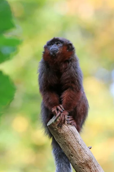 Roter Titi auf Holzscheit — Stockfoto