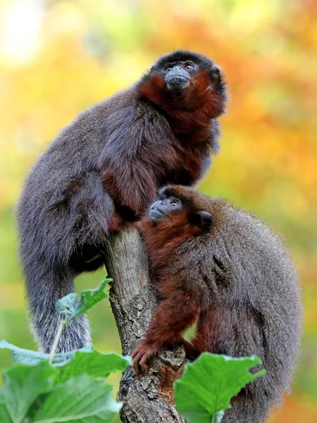 Salvaje rojo titi en la naturaleza —  Fotos de Stock