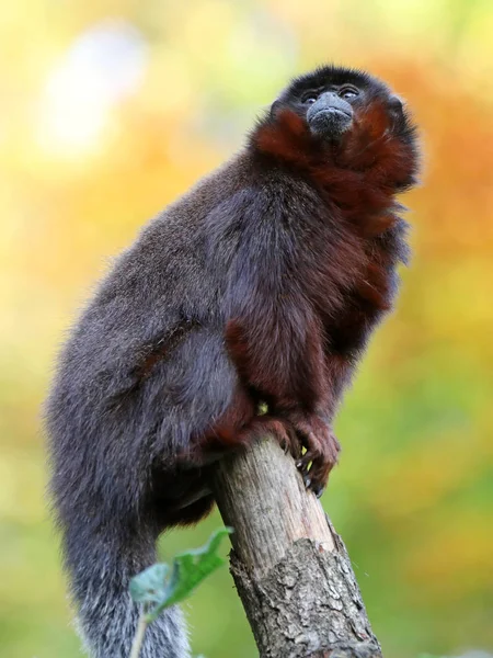 Titi vermelho em tronco de madeira — Fotografia de Stock