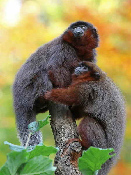 Salvaje rojo titi en la naturaleza —  Fotos de Stock