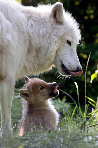 Hudson Bay Lobos Naturaleza — Foto de Stock