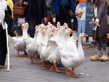 şirin, beyaz kazların Amsterdam'da yürüyüş 