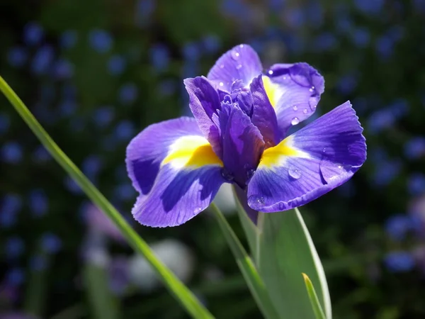 Iris Fiore Primo Piano Sfondo Sfocato — Foto Stock