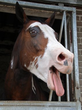 At baş yakın çekim portre görünümü