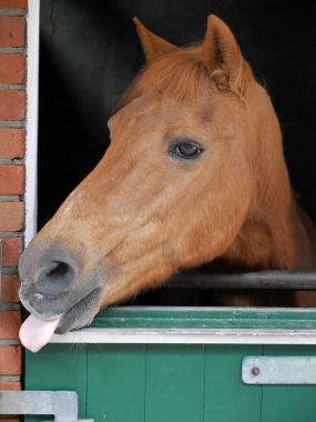 At baş yakın çekim portre görünümü