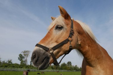 At baş yakın çekim portre görünümü