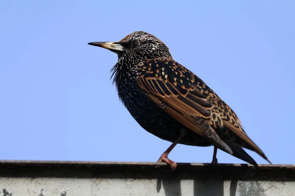 Pájaro común —  Fotos de Stock