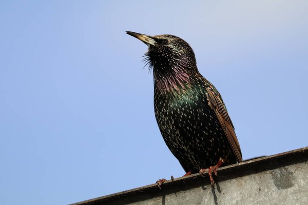 Common starling bird