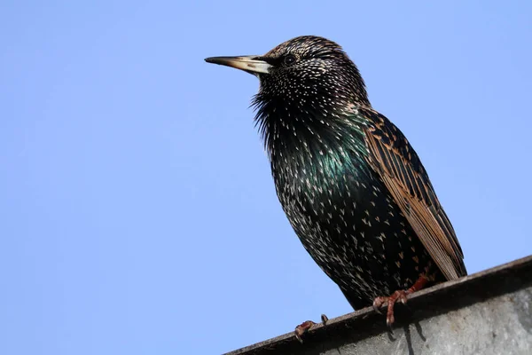 Gemeenschappelijke Starling vogel — Stockfoto