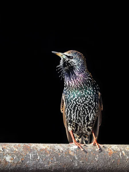 Vanlig Starling fågel — Stockfoto