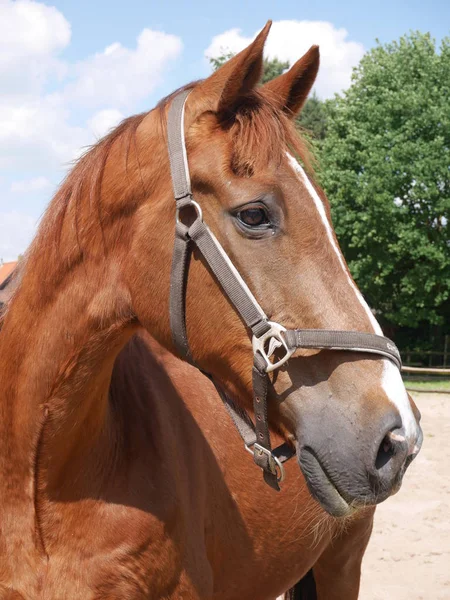 Portretu Głowa Konia Szczegół — Zdjęcie stockowe