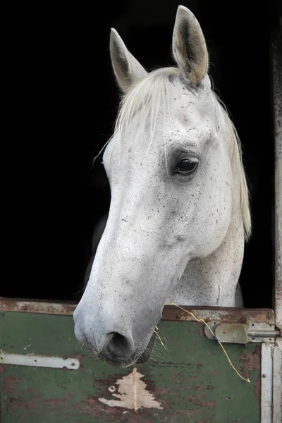 Pohled Koně Hlavou Zblízka Portrétní — Stock fotografie