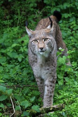 doğa arka plan üzerinde yetişkin Lynx closeup