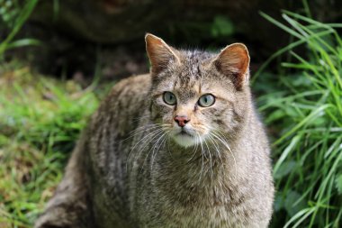 Çizgili vahşi kedi bakarak görünümü kapatın
