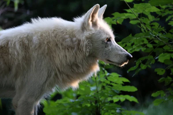 Lobo branco Hudson — Fotografia de Stock