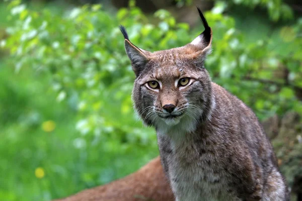 Close Lynx Adulto Fundo Natureza — Fotografia de Stock