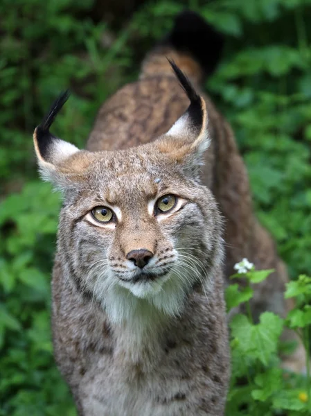 Closeup Των Ενηλίκων Lynx Φόντο Φύση — Φωτογραφία Αρχείου