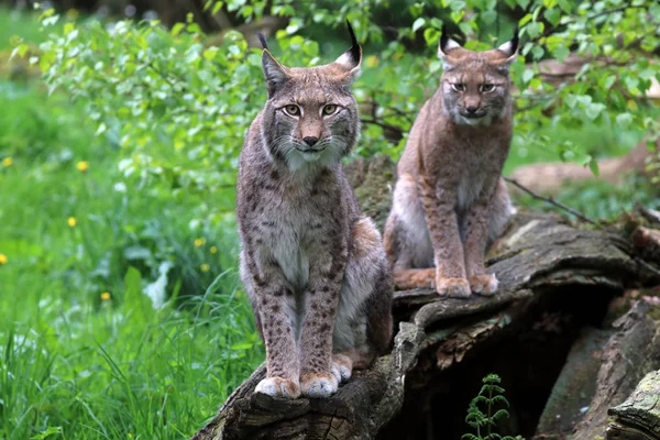 Closeup Dospělých Koček Lynx Pozadí Přírody — Stock fotografie