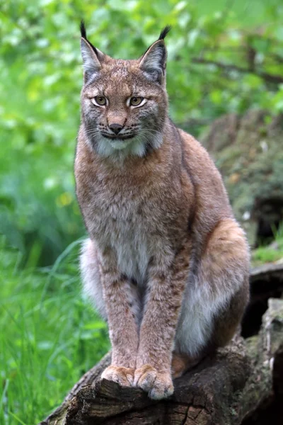 Nahaufnahme Eines Erwachsenen Luchses Vor Dem Hintergrund Der Natur — Stockfoto