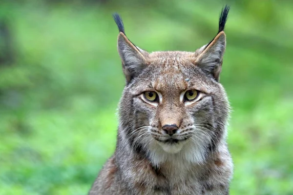 Nahaufnahme Eines Erwachsenen Luchses Vor Dem Hintergrund Der Natur — Stockfoto