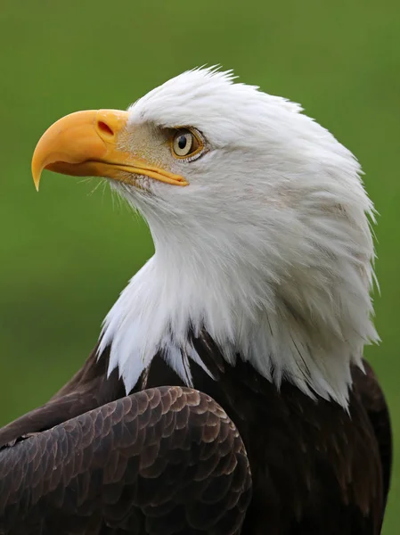 Zár Megjelöl Kilátás Amerikai Bald Eagle — Stock Fotó