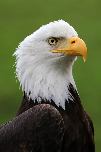 Wyświetlanie American Bald Eagle Bliska — Zdjęcie stockowe