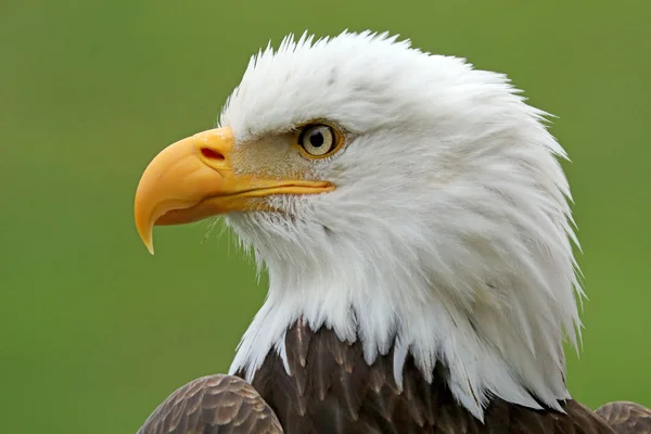 Wyświetlanie American Bald Eagle Bliska — Zdjęcie stockowe