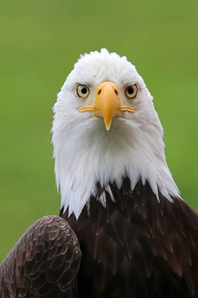 Stäng Upp American Bald Eagle — Stockfoto