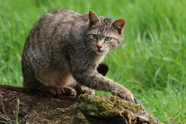 Nahaufnahme Einer Gestreiften Wildkatze Die Starrt — Stockfoto